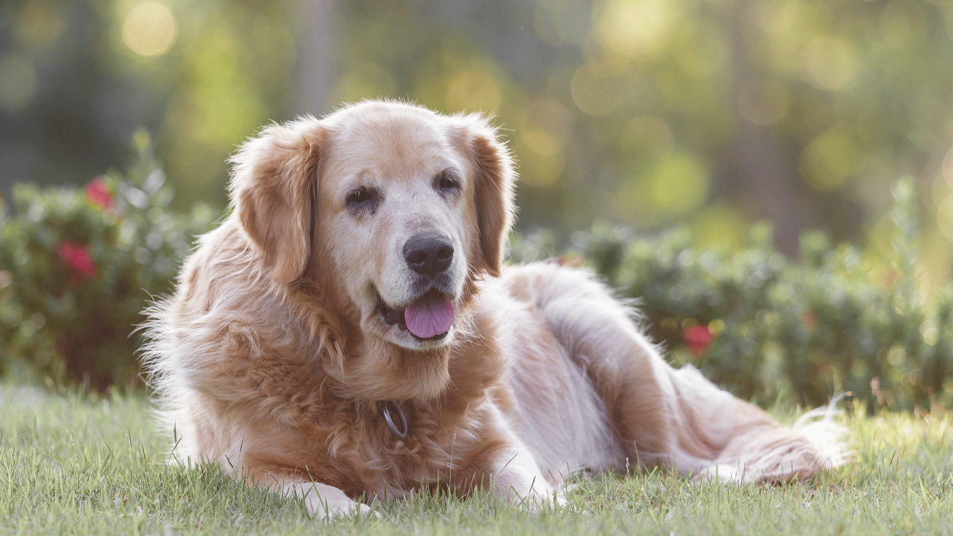 Tudo o que você precisa saber sobre o Alzheimer em cães