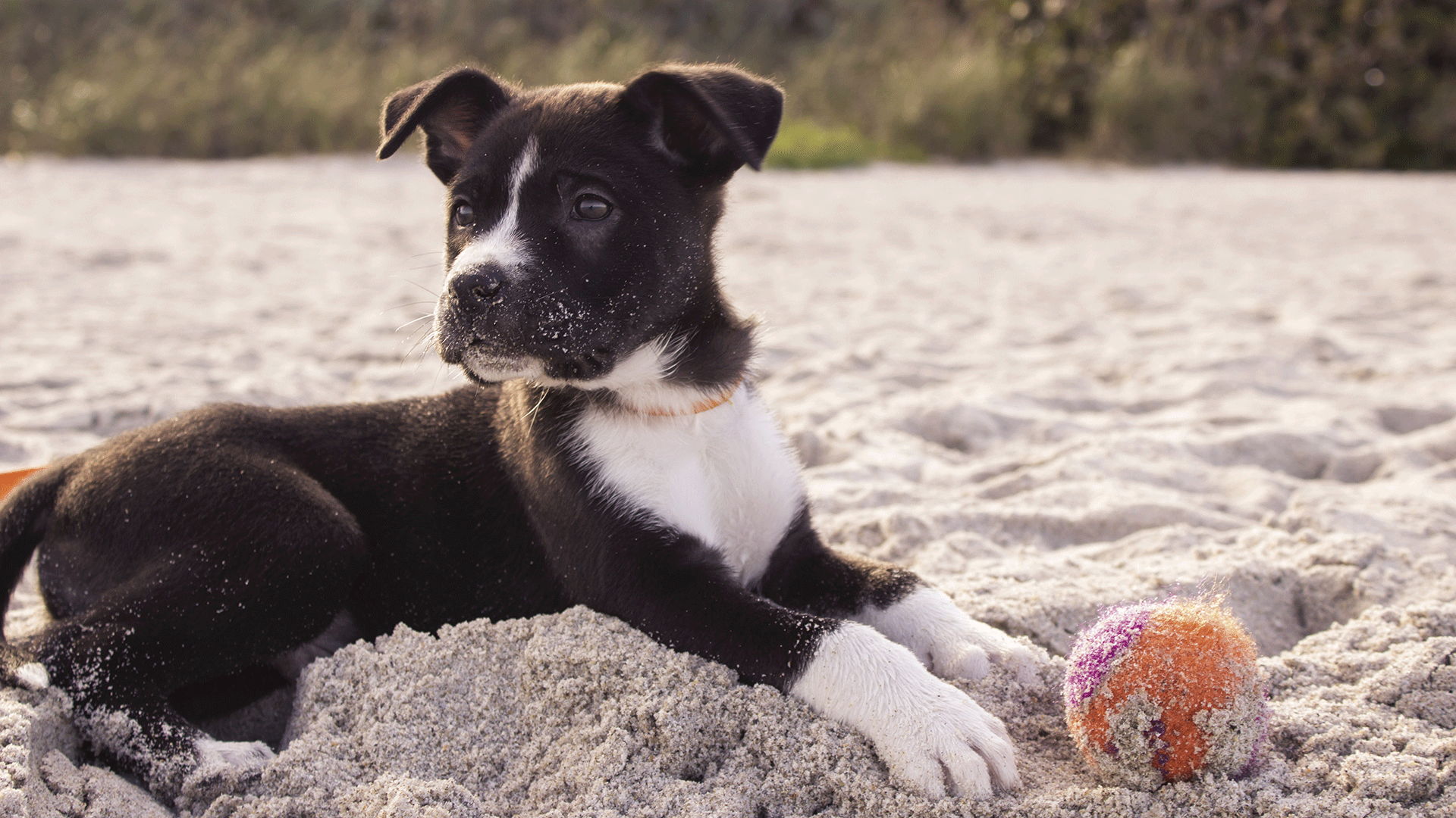 Vai levar seu pet para curtir uma praia nas férias? Saiba o que fazer para um passeio feliz e sem complicações