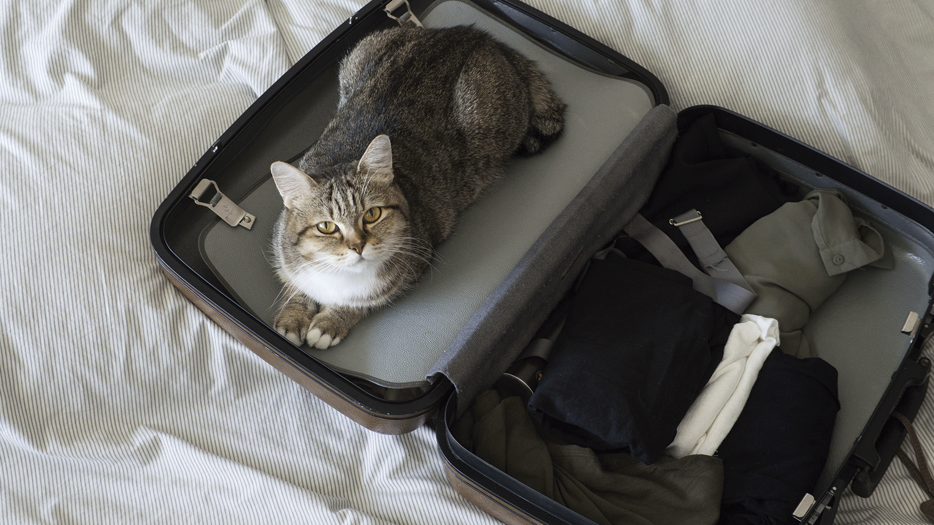 Confira os cuidados ao viajar com o seu gato de avião