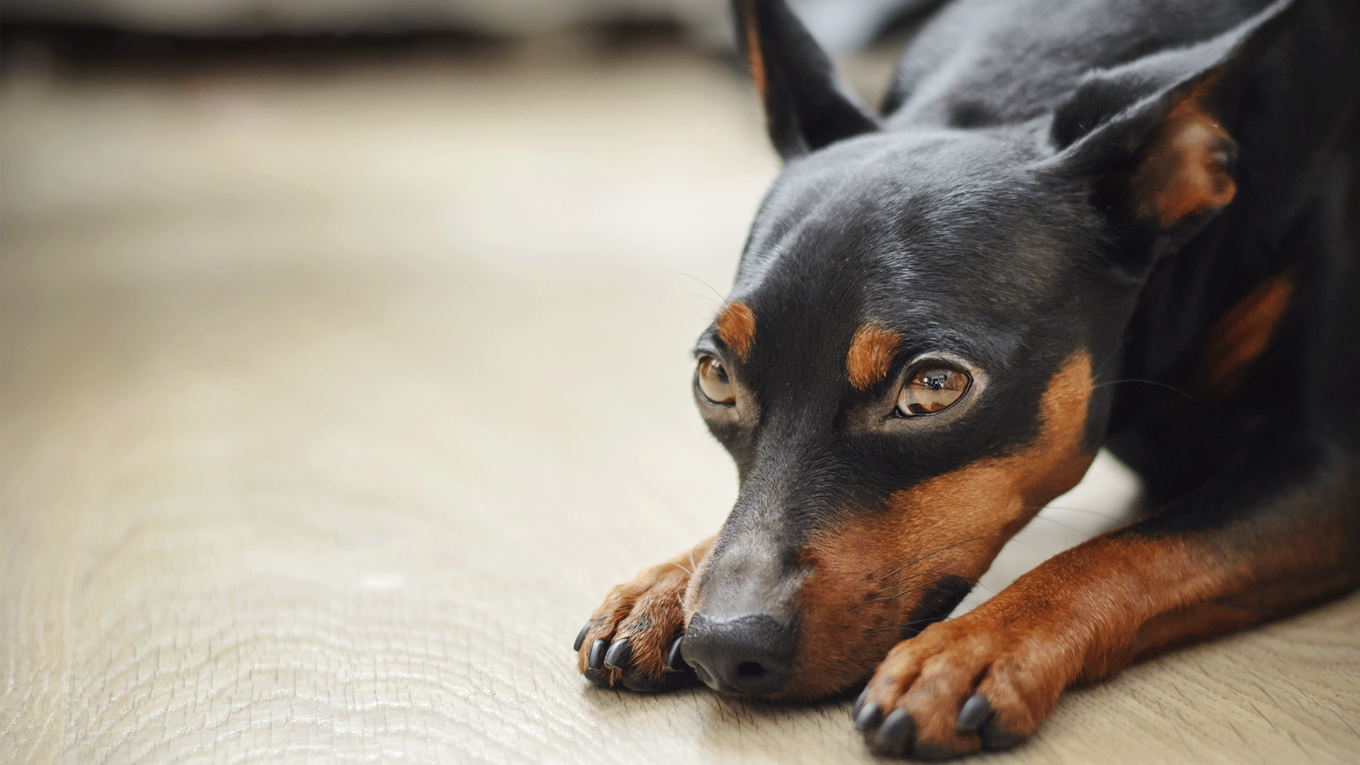 Cinomose: saber detectar sintomas pode salvar a vida de seu cão