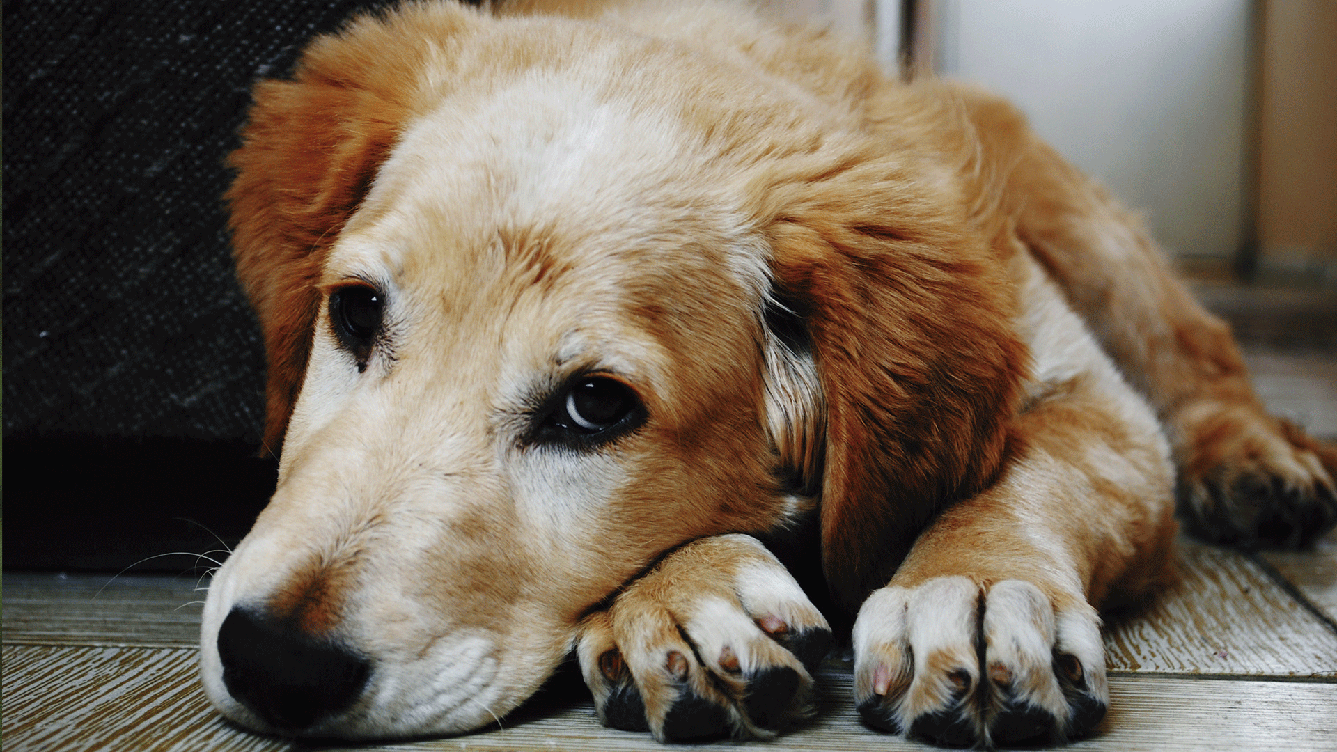 Saiba quais são as principais causas de morte súbita em cães