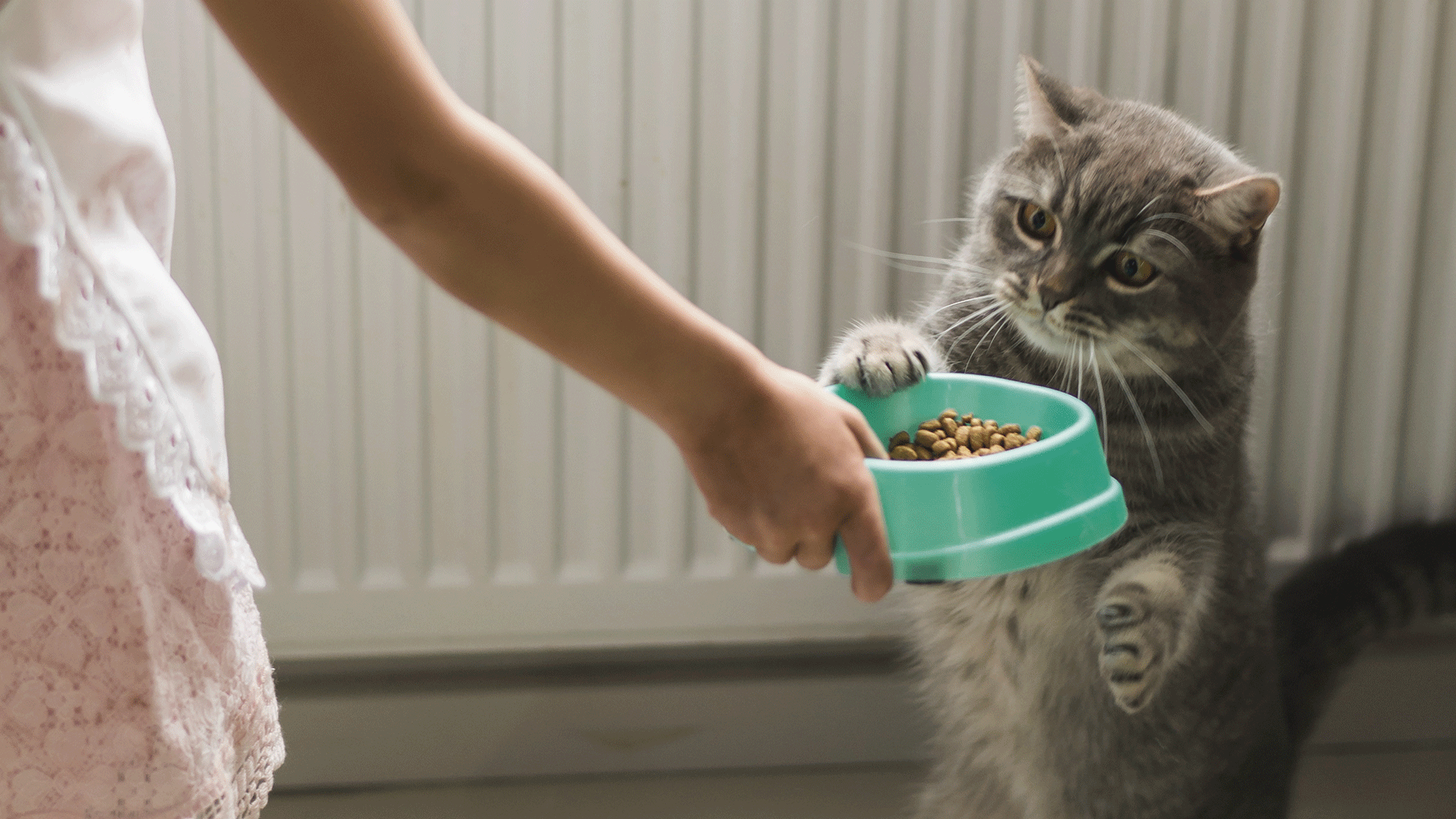 É preciso alguns cuidados com a vasilha de comida do gato