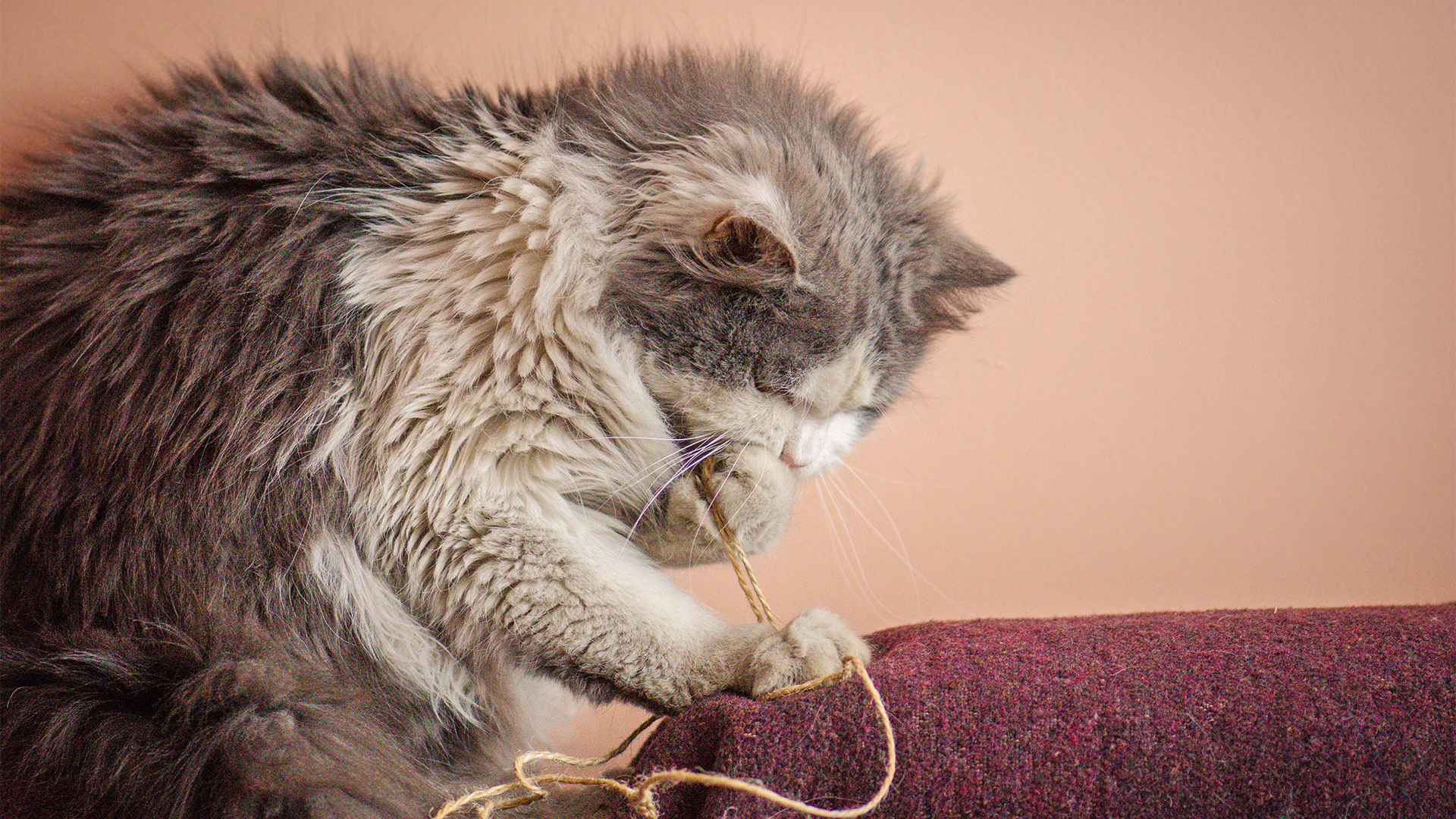 Por que gatos arranham móveis e quais os tecidos que mais preferem?