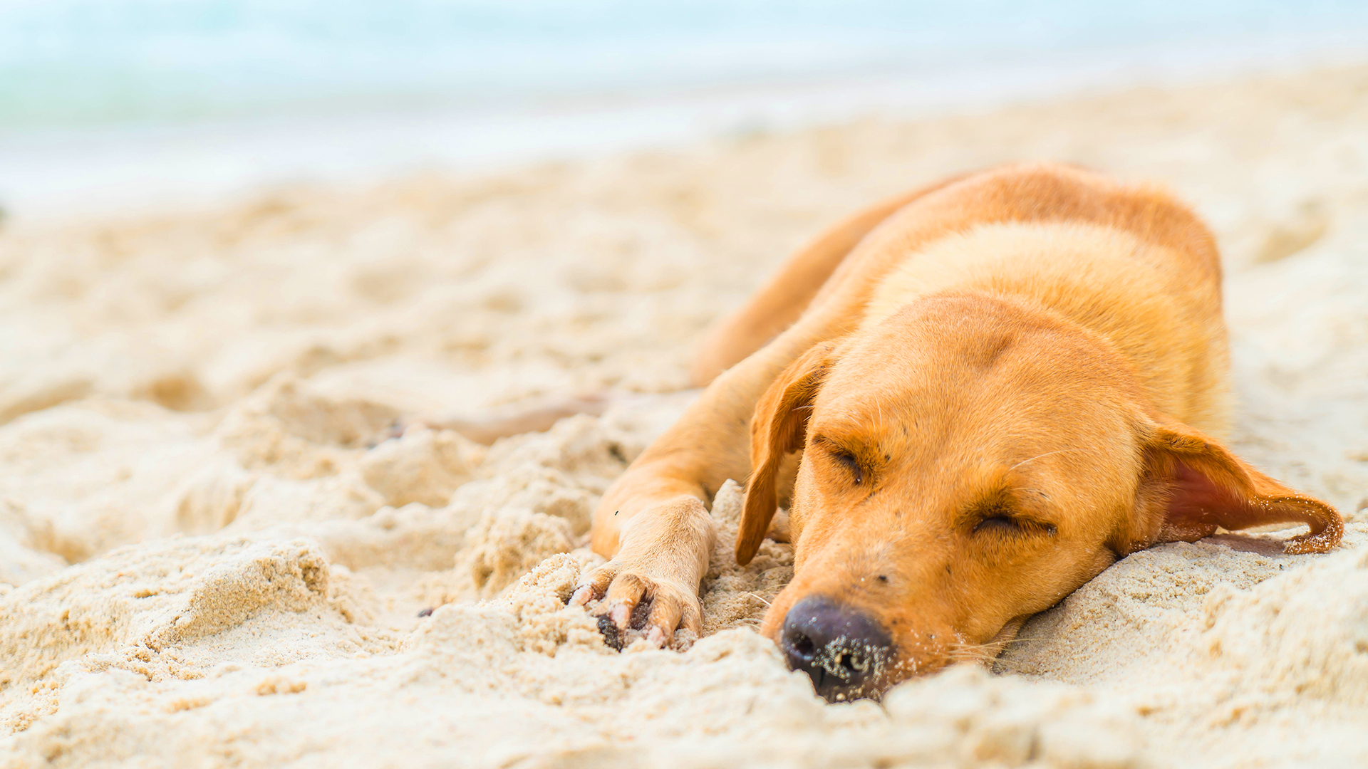 Hipertermia em cães: sintomas, cuidados e tratamento