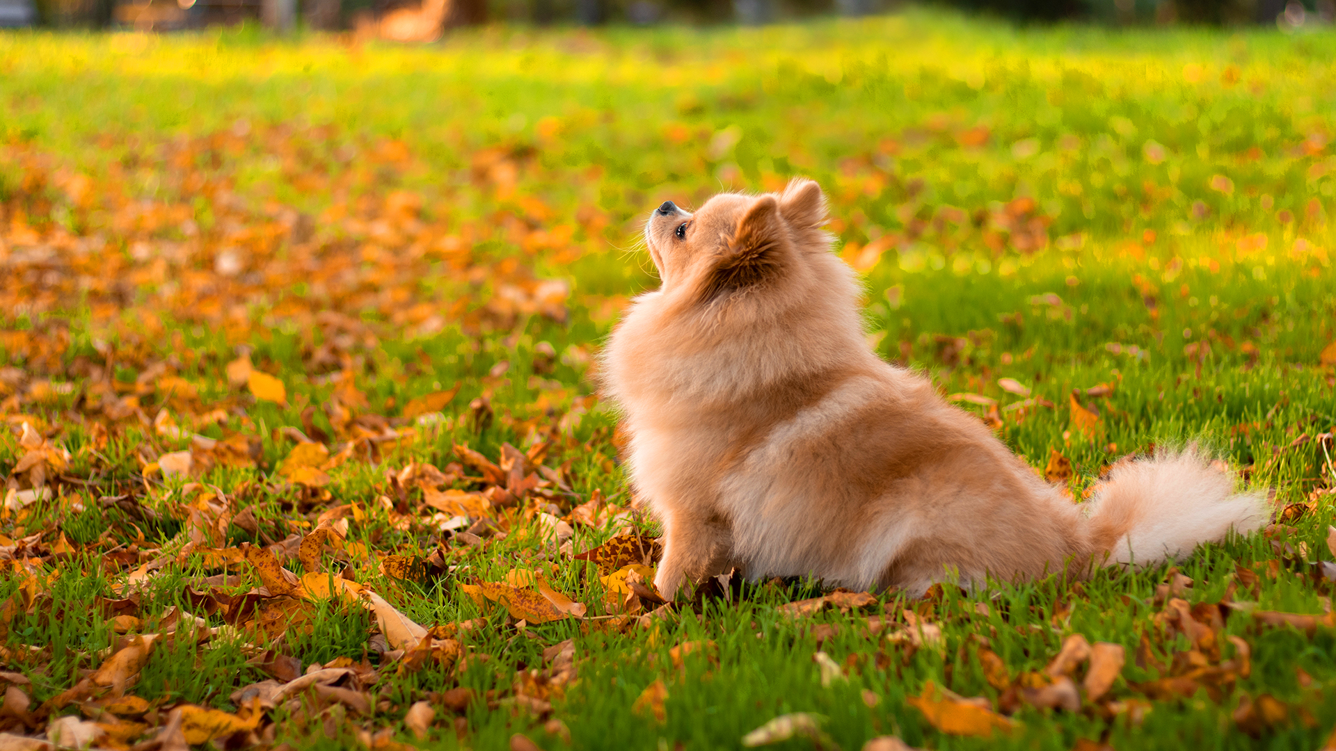 As principais doenças do outono em pets – e como tratá-las e preveni-las