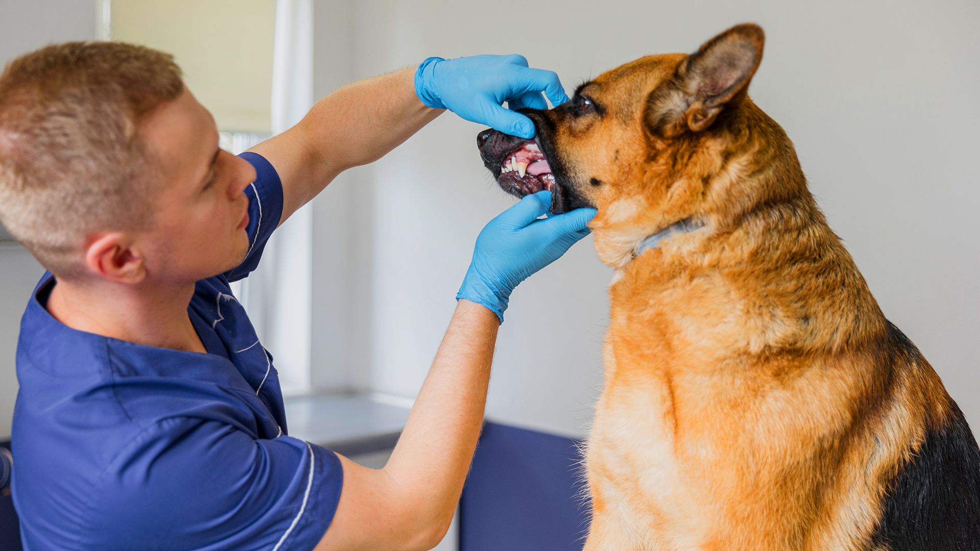 1 em cada 4 cães tem fraturas dentárias por mastigar produtos duros, aponta pesquisa; saiba como identificar problema