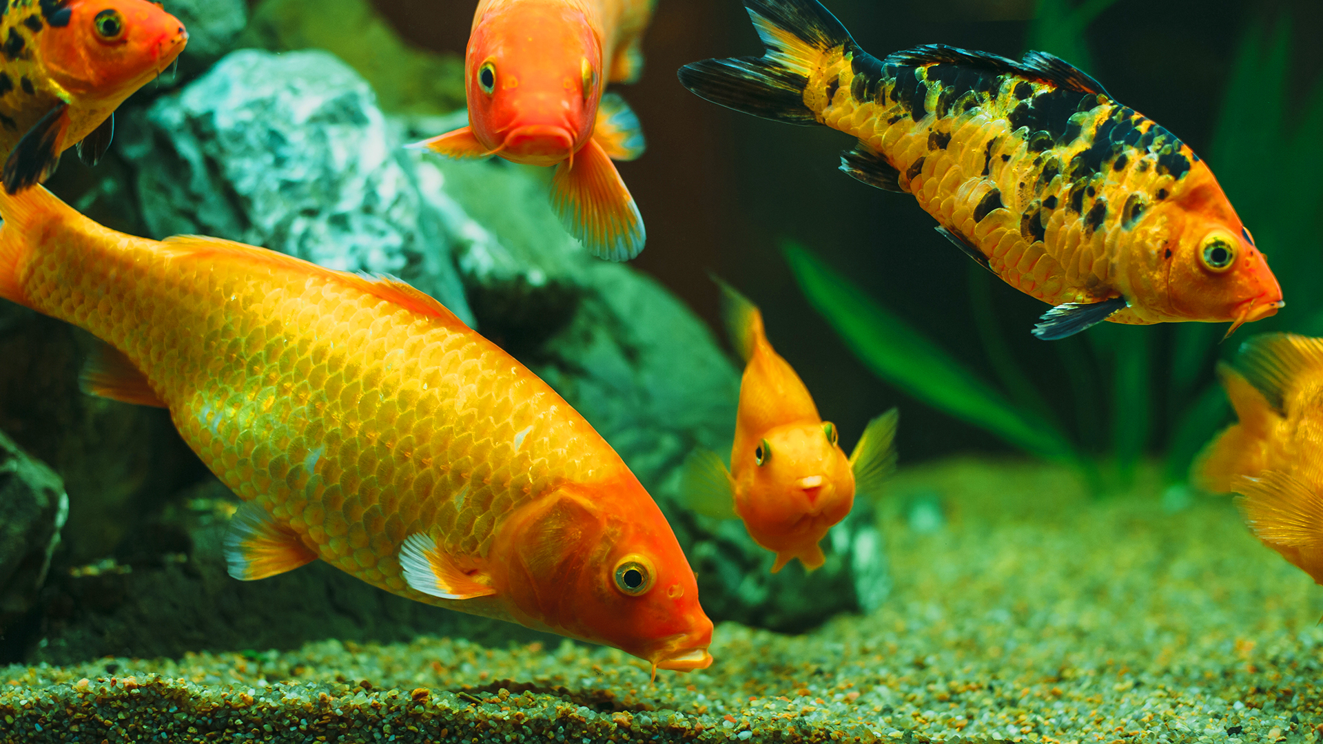 Piscicultura: saiba mais sobre a criação legal de peixes