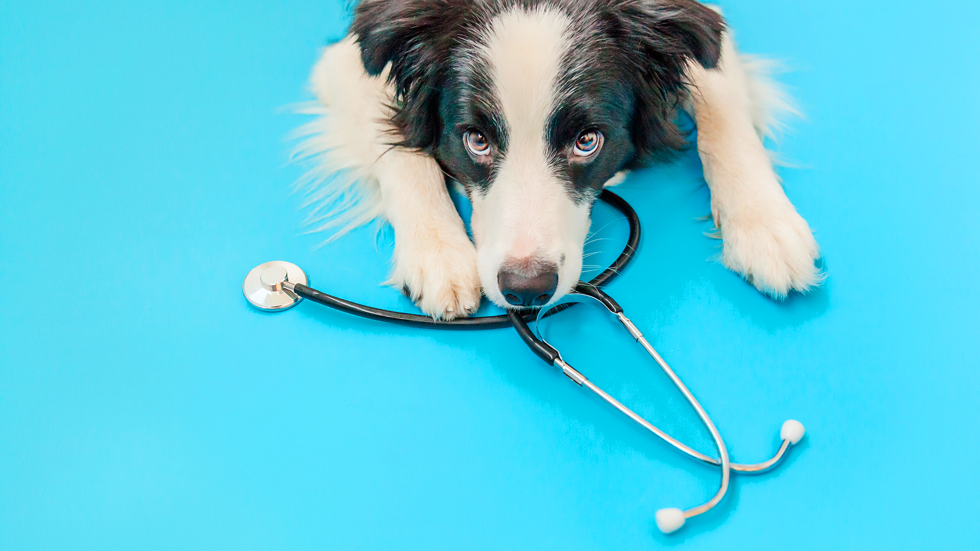 Diabetes em pets: causas, sintomas e tratamentos possíveis