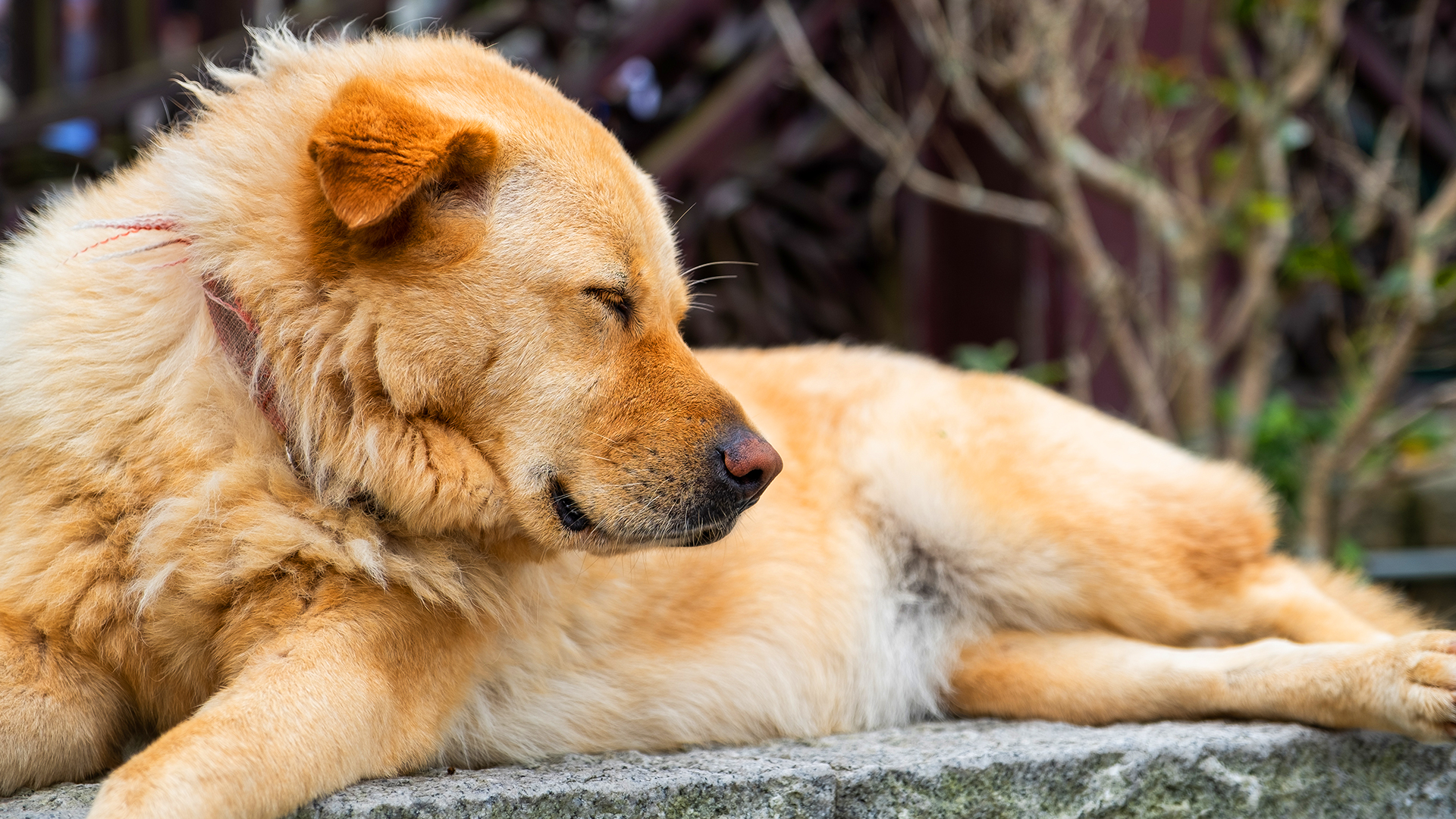 Sintomas e tratamentos de hipotiroidismo em cães