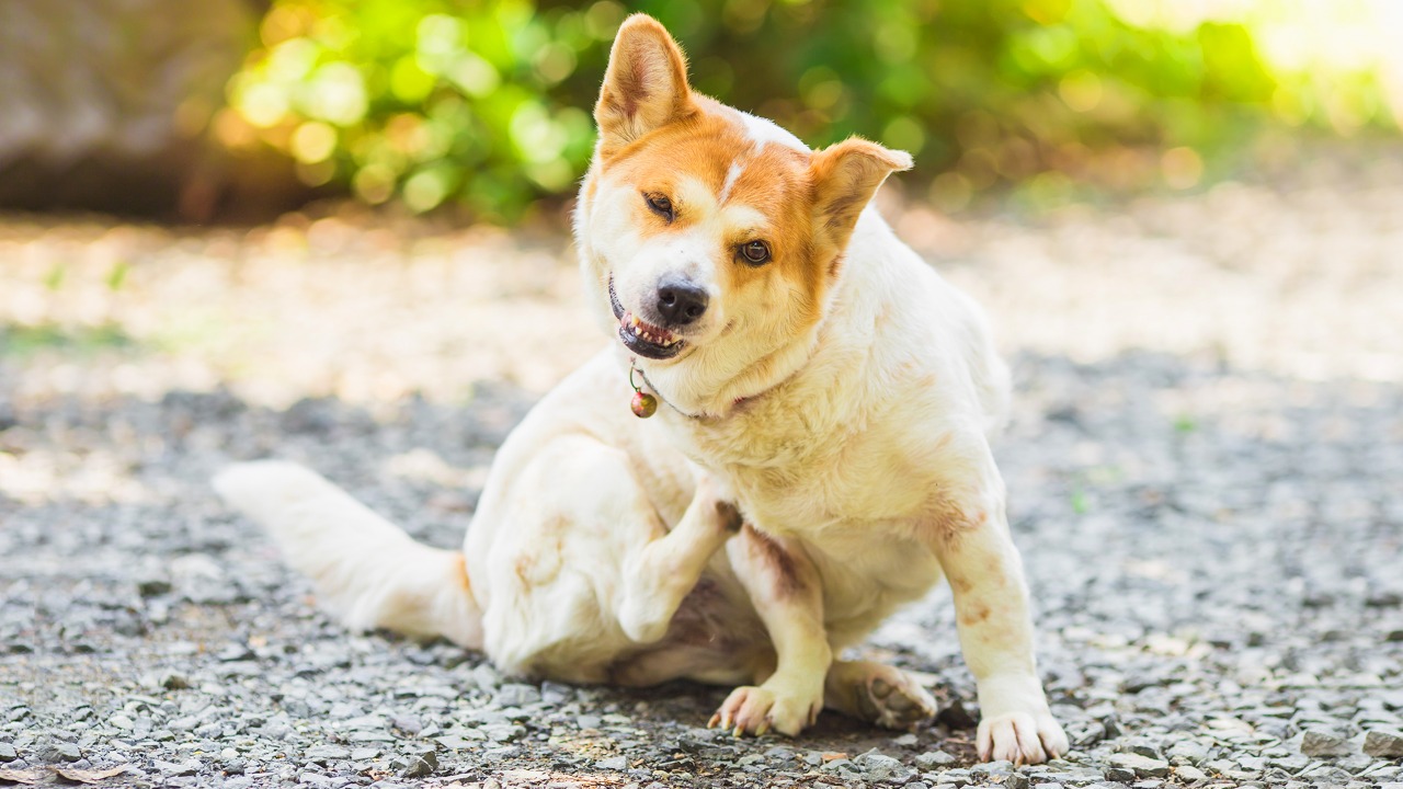 Dermatite alérgica em cães: saiba como tratar