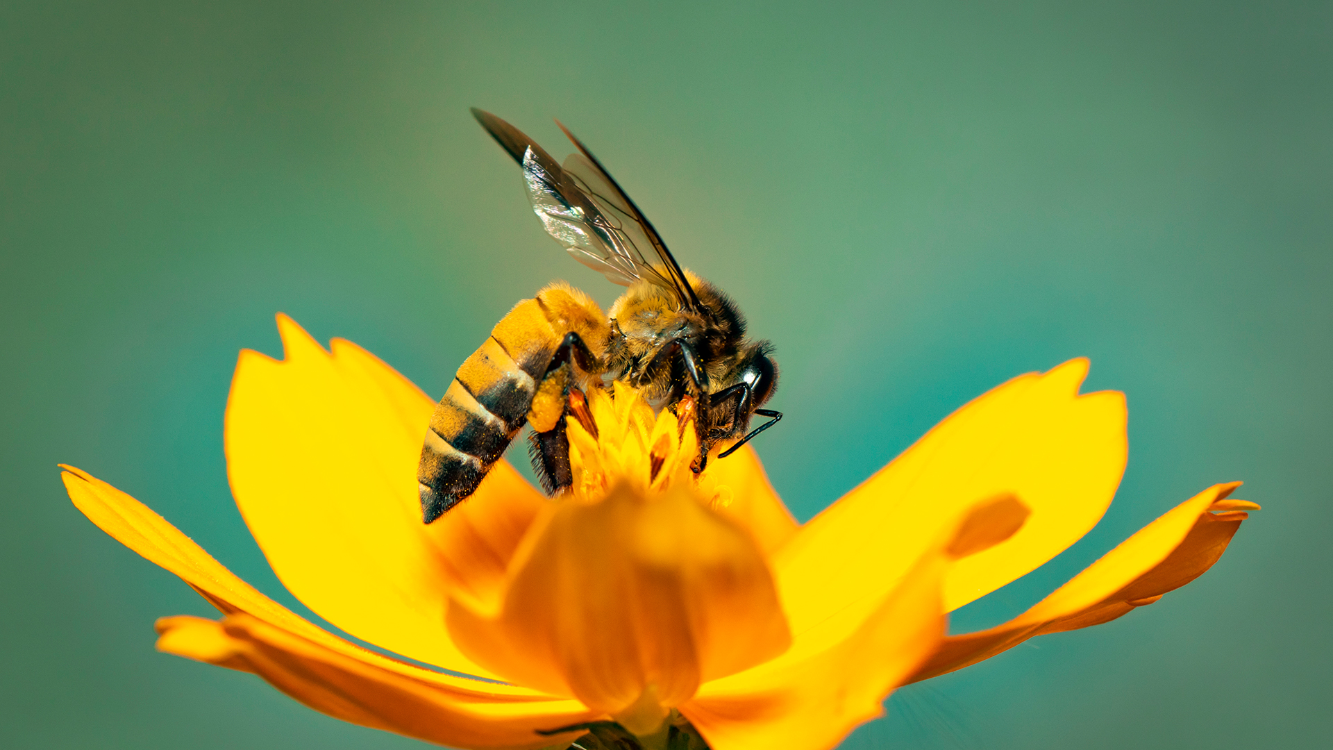 Dia nacional das abelhas: saiba da importância delas para a nossa vida