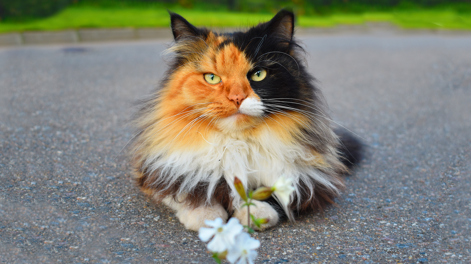 Características e personalidades dos gatos tricolores