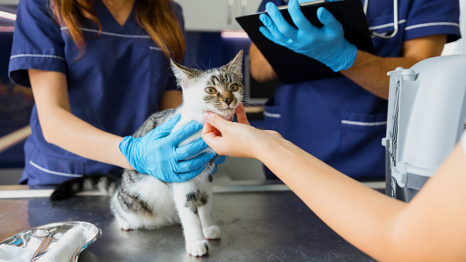 Homeopatia veterinária é aliada da qualidade de vida dos animais