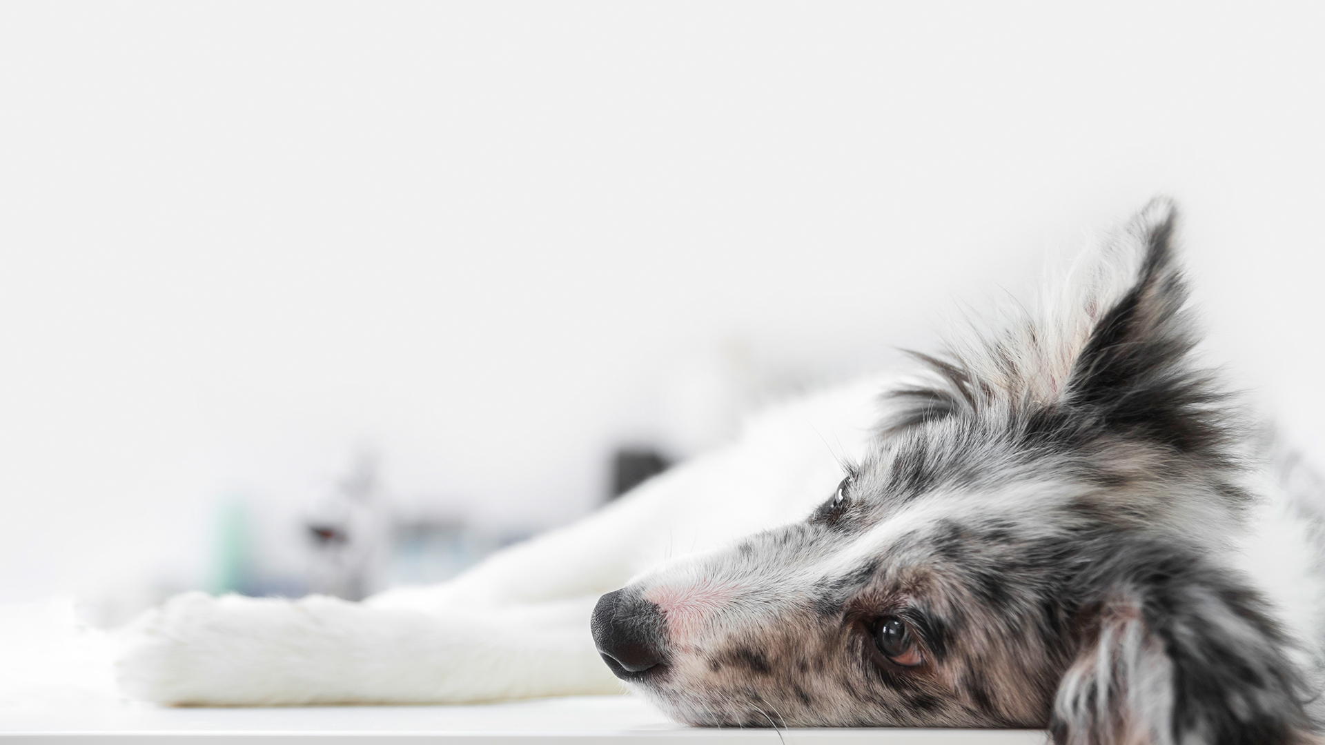 Hipotireoidismo em cães: sintomas e tratamento