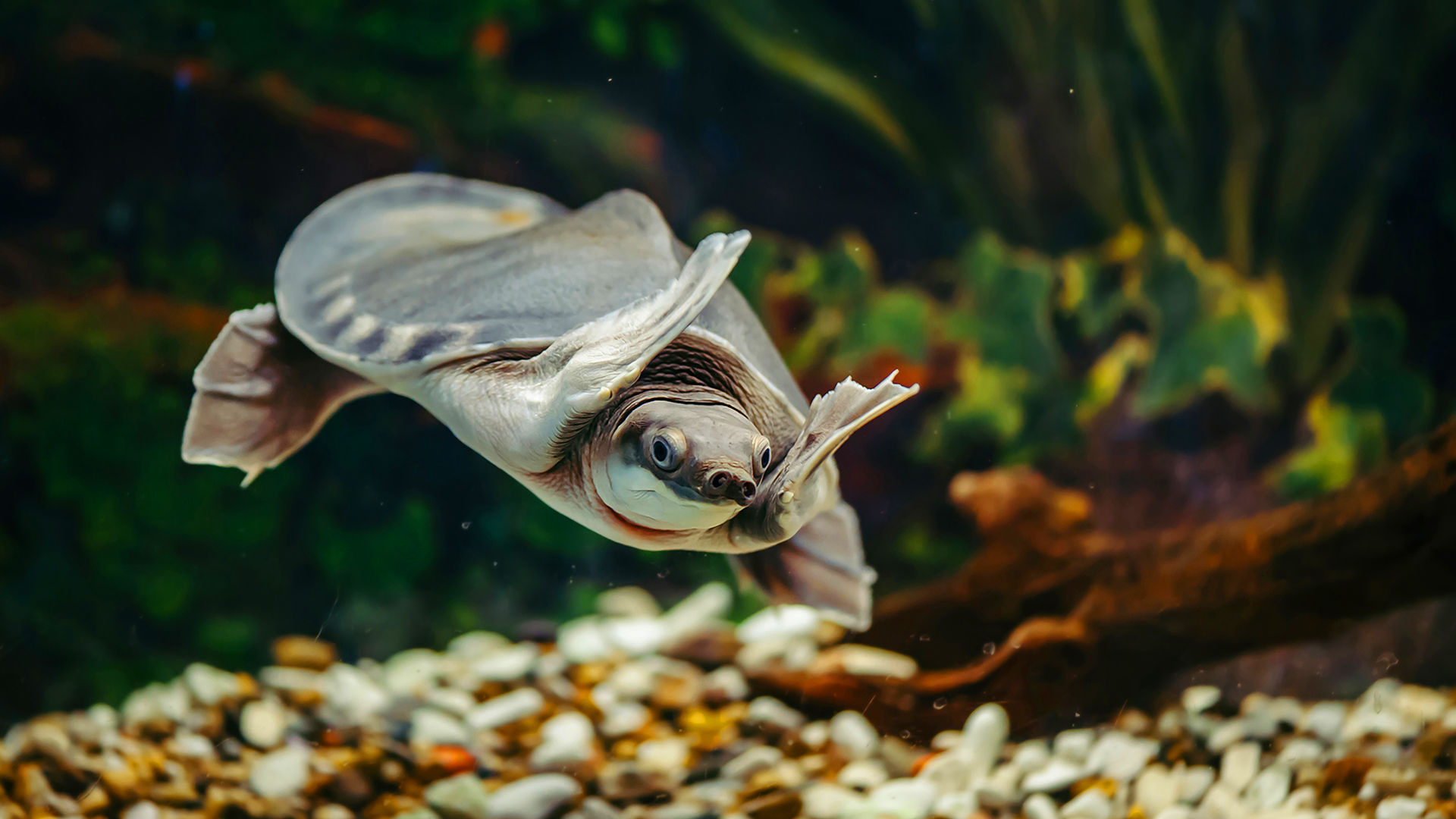 Dicas e curiosidades sobre aquaterrário para tartaruga