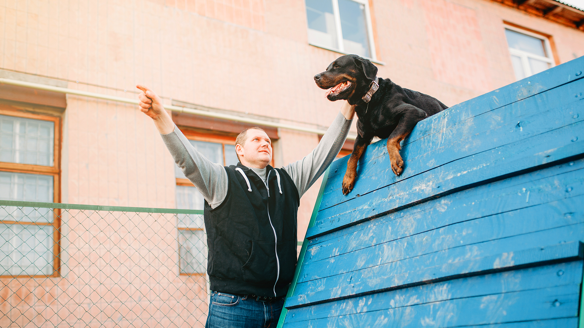 Saiba tudo sobre treinamento de cães para catástrofes