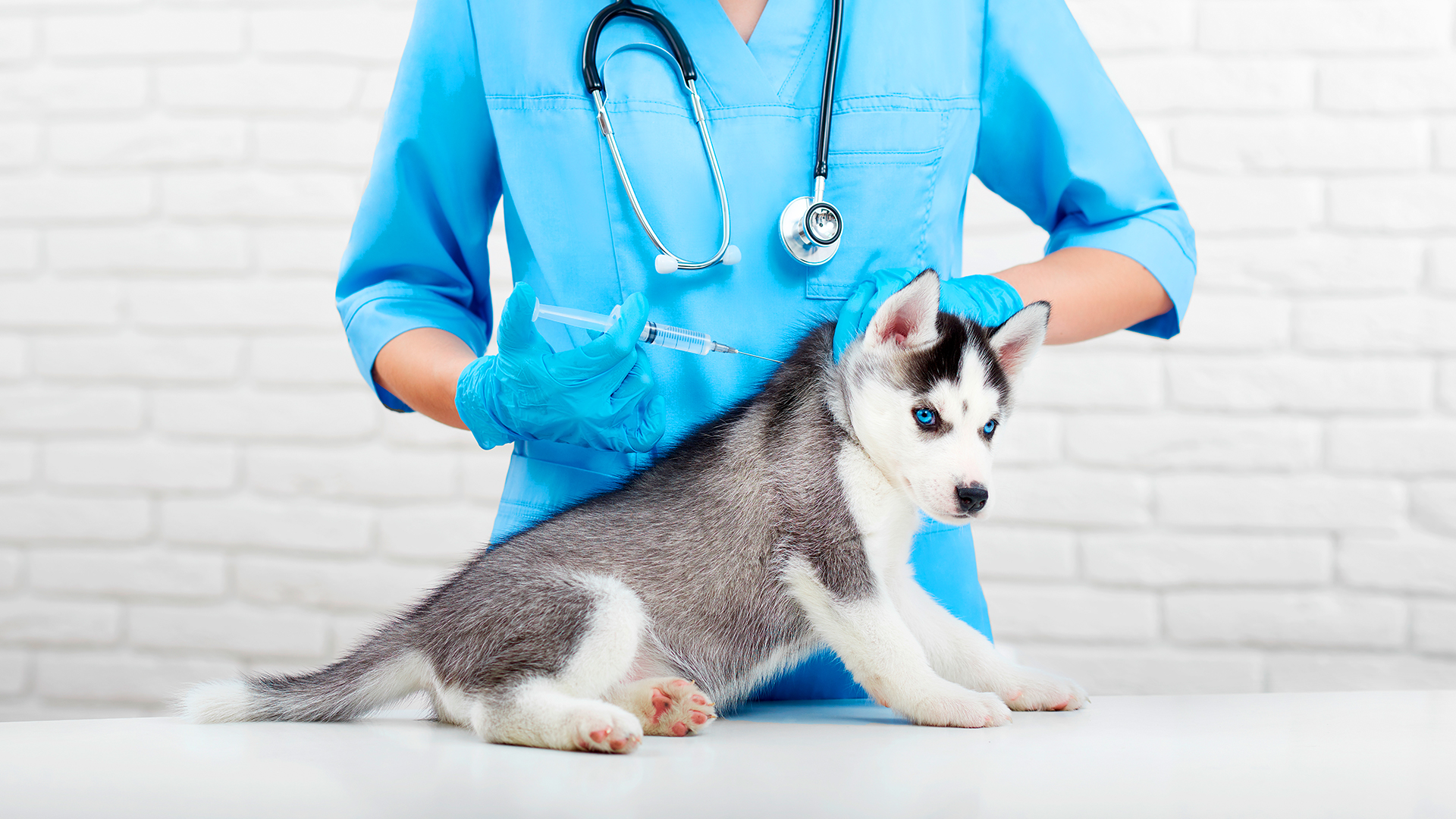 A importância do protocolo de vacina em filhotes de cães