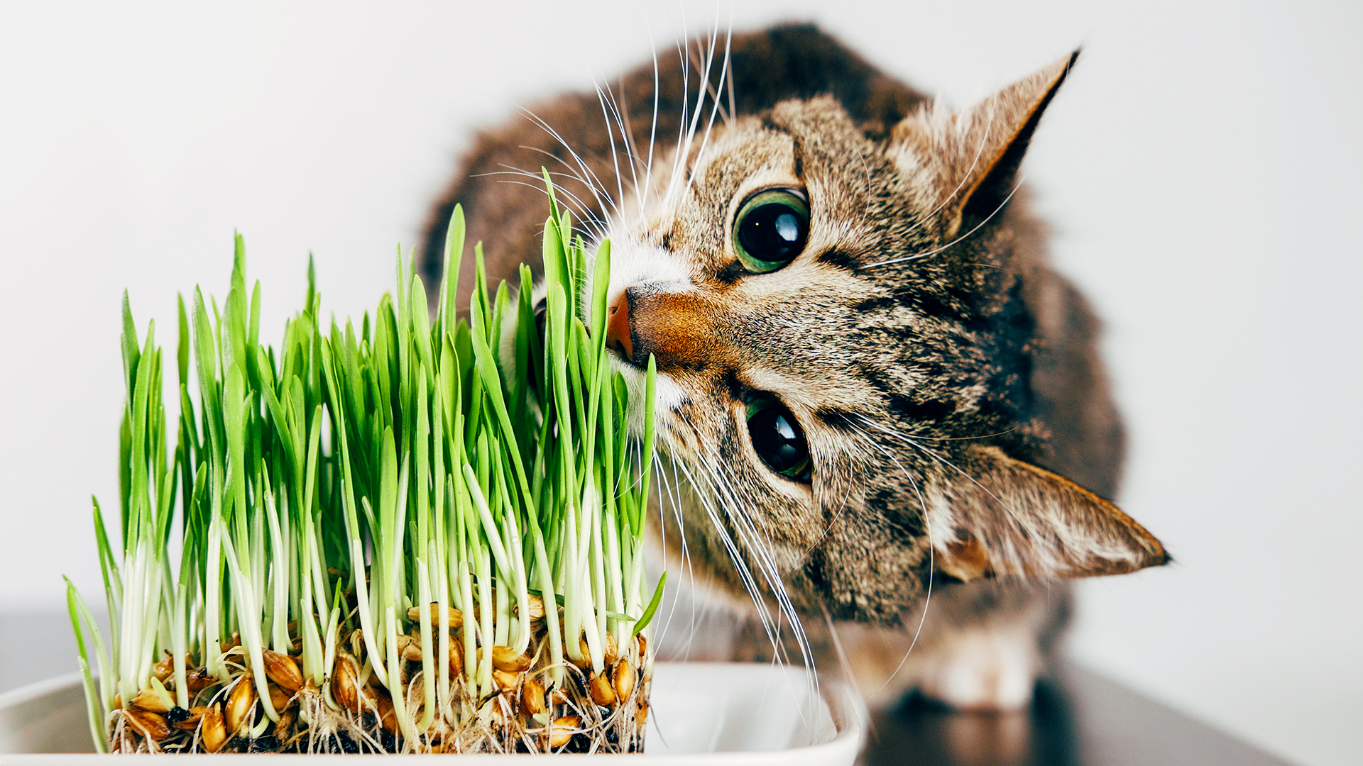 Algumas plantas comuns são tóxicas para gatos. Saiba quais oferecem riscos