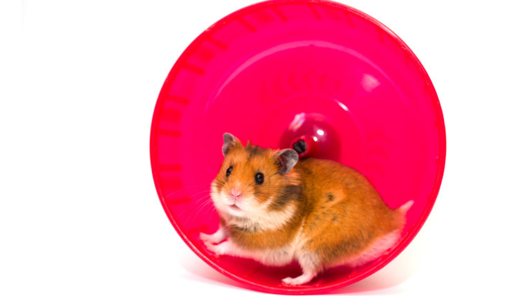 Globo é boa opção para manter hamster ativo