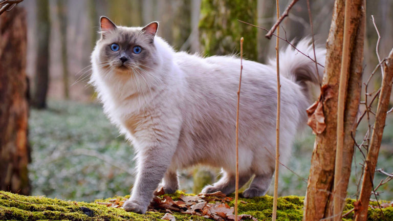Grandes, peludos e fofos: ragdoll é uma raça para quem tem muito amor e espaço para gatos