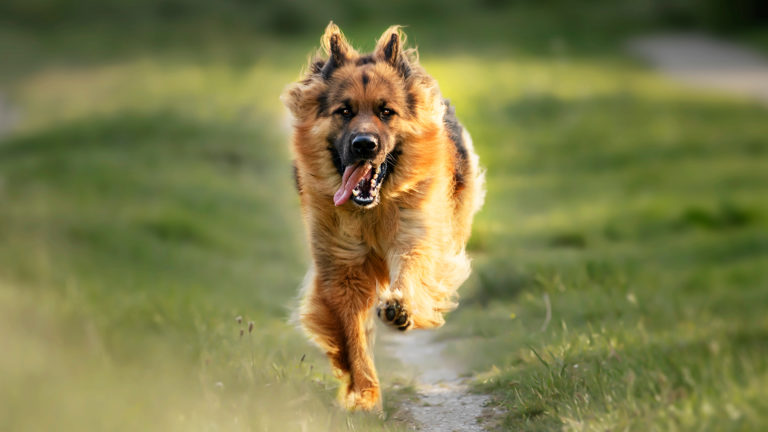Benefícios dos exercícios físicos para cachorros