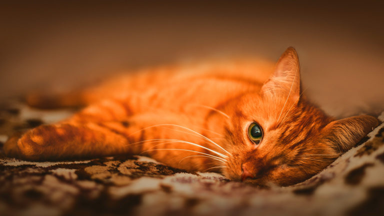 Sangue nas fezes do gato: causas e tratamento