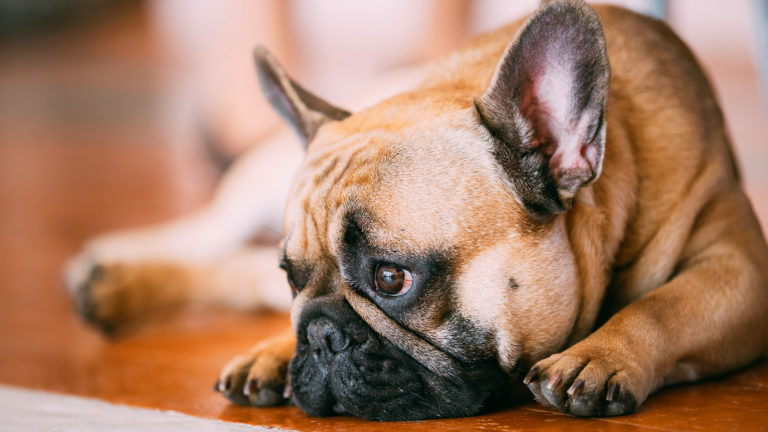 Fácil de identificar, prolapso retal em cães pode exigir cirurgia