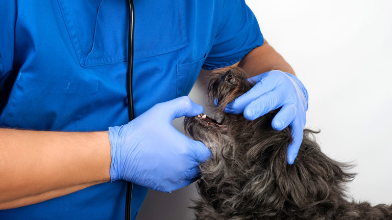 Cuidado dental dos pets tem de ser diário. Veja como fazer sem dificuldade