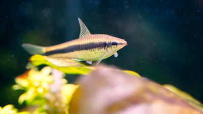 Saiba quais são as principais espécies que limpam aquários