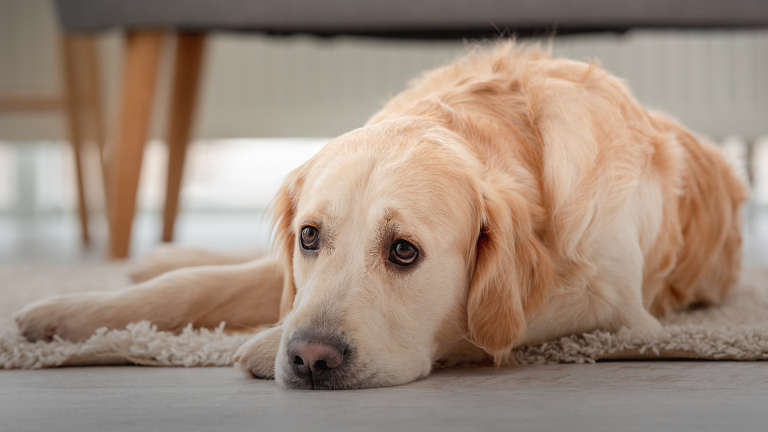 Gastrite nos cães: como tratar e prevenir