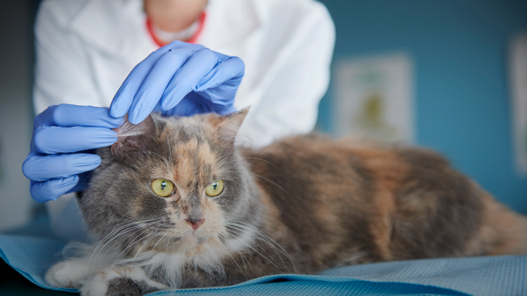 A importância do atendimento veterinário especializado em felinos