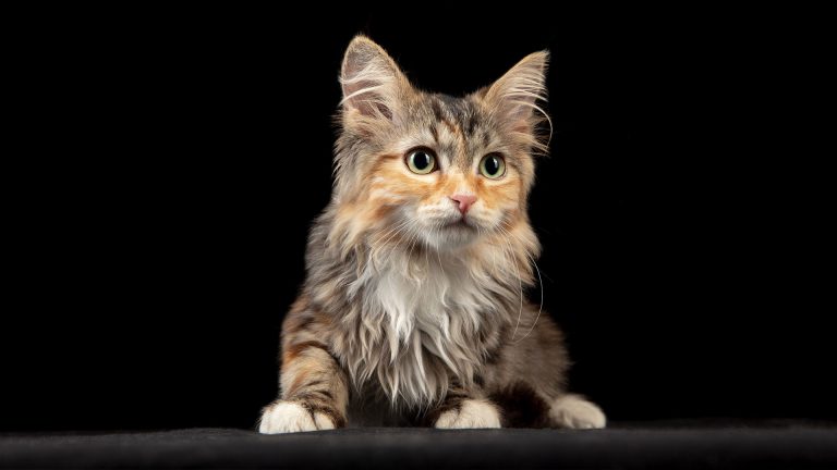 Saiba mais sobre a raça de gato: Siberiano