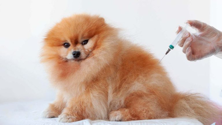 A importância da vacina de raiva para seu pet