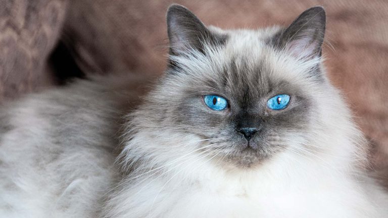 Conheça um pouco sobre o gato Himalaio, pet amigável para toda a família