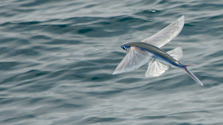 Peixes podem voar! Quantas asas tem o peixe-voador?