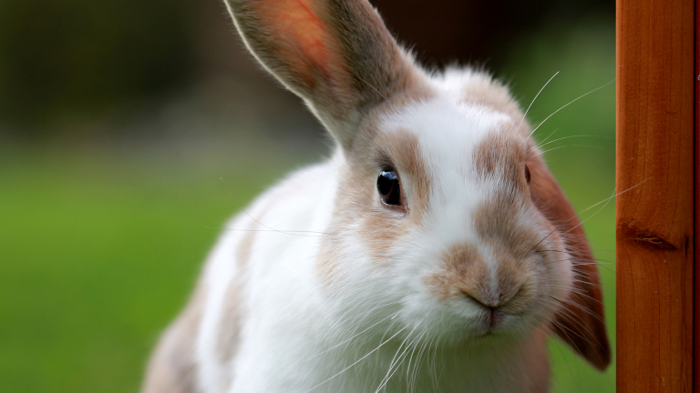 Quais doenças e sintomas em coelhos exigem atenção especial?