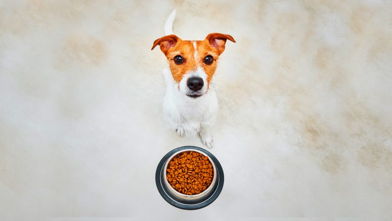 Pet food: não erre na alimentação do seu pet