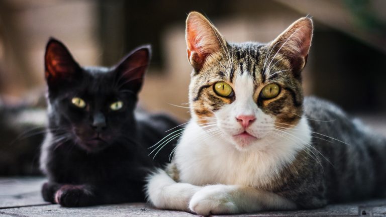 Estudo aponta que gatos podem ser destros ou canhotos. O seu é o quê?