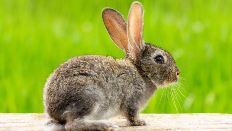 Coceira excessiva em coelhos: o que pode ser e como tratar