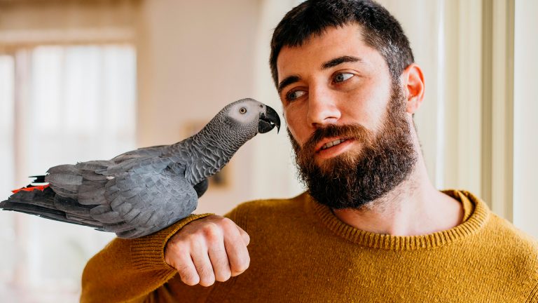 Quais as aves que podem ser criadas em casa?