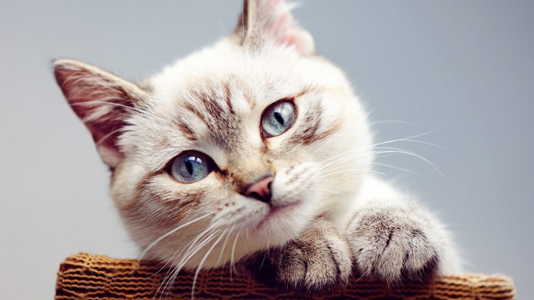 Doenças oculares em gatos – saiba mais
