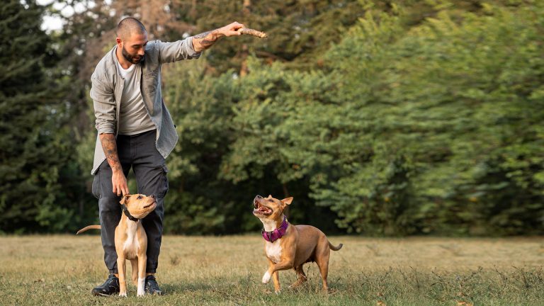 Como o reforço positivo ajuda no adestramento canino