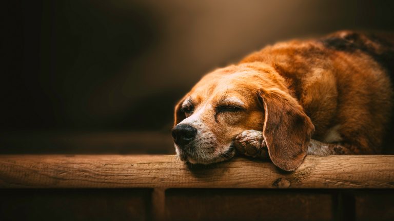 Gastrite em cães: saiba como cuidar e prevenir
