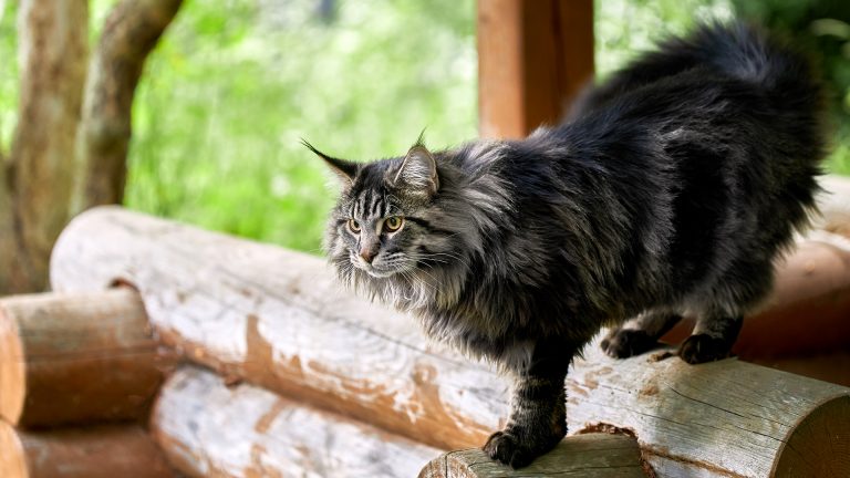 Quais os cuidados essenciais para cuidar dos gatos de pelo longo?
