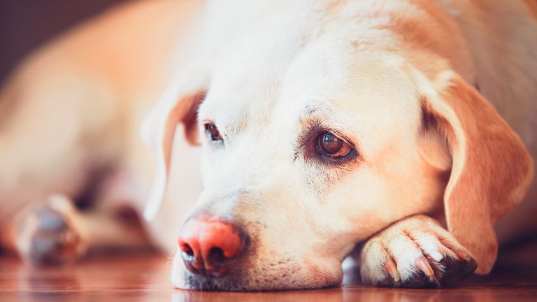 Leishmaniose canina: conheça os sintomas e como prevenir