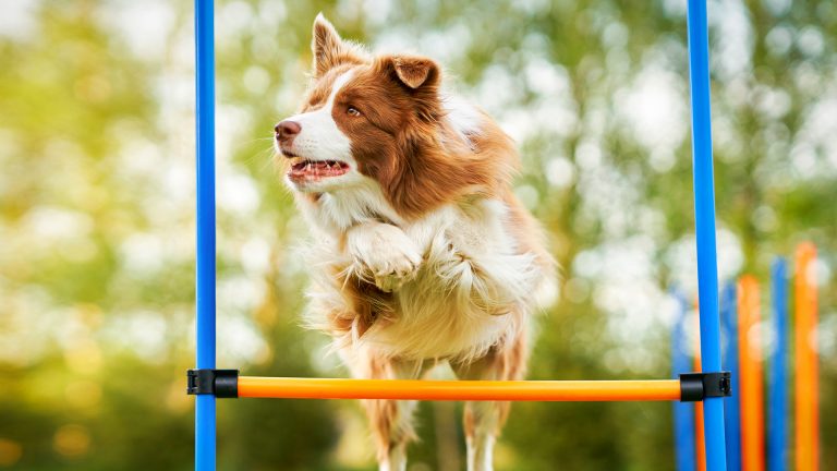 Agility ajuda cão a gastar energia e fortalece vínculo com humanos