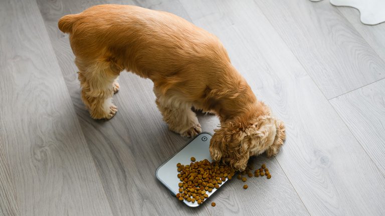 Pet food e os cuidados com a saúde do seu pet