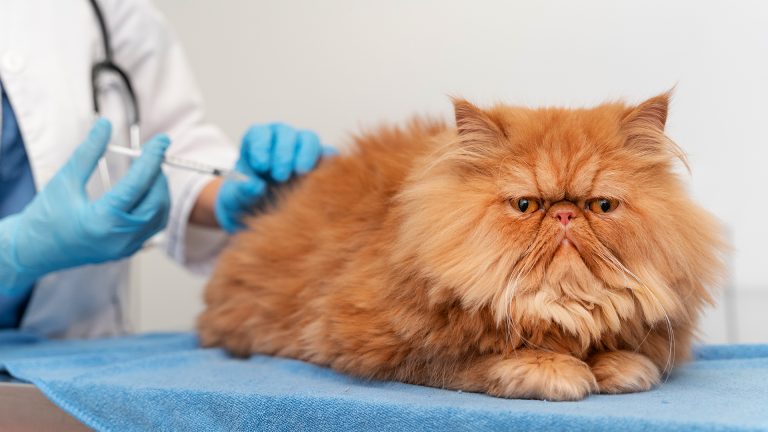 Saiba quais são as principais vacinas para cães e gatos