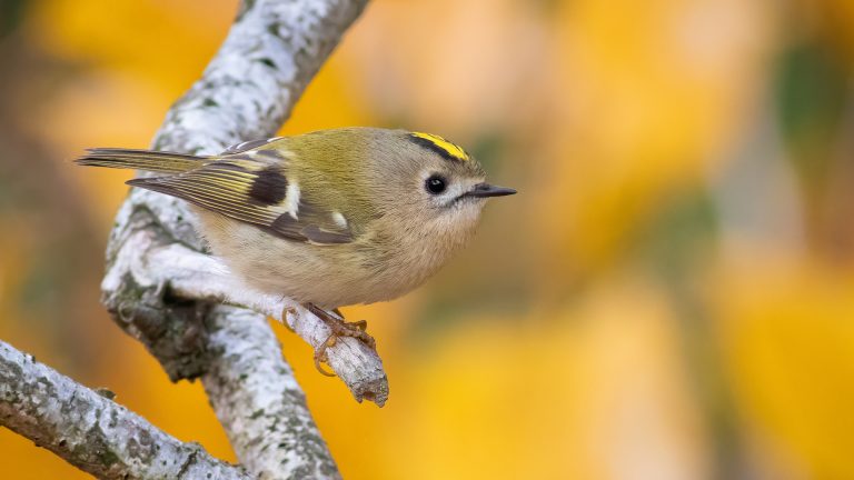 Quais os principais cuidados com as aves durante o outono?