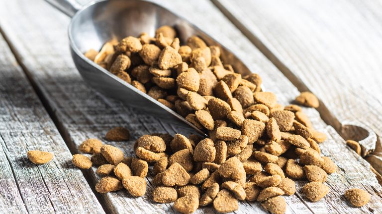 Por que o pet food é uma boa opção para alimentar seu animal de estimação?